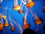 Jellyfish “Early Warning System” available to French Riviera Private Beaches this Summer.