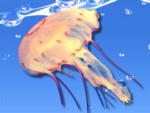 Avoid Jellyfish on your Private Beach